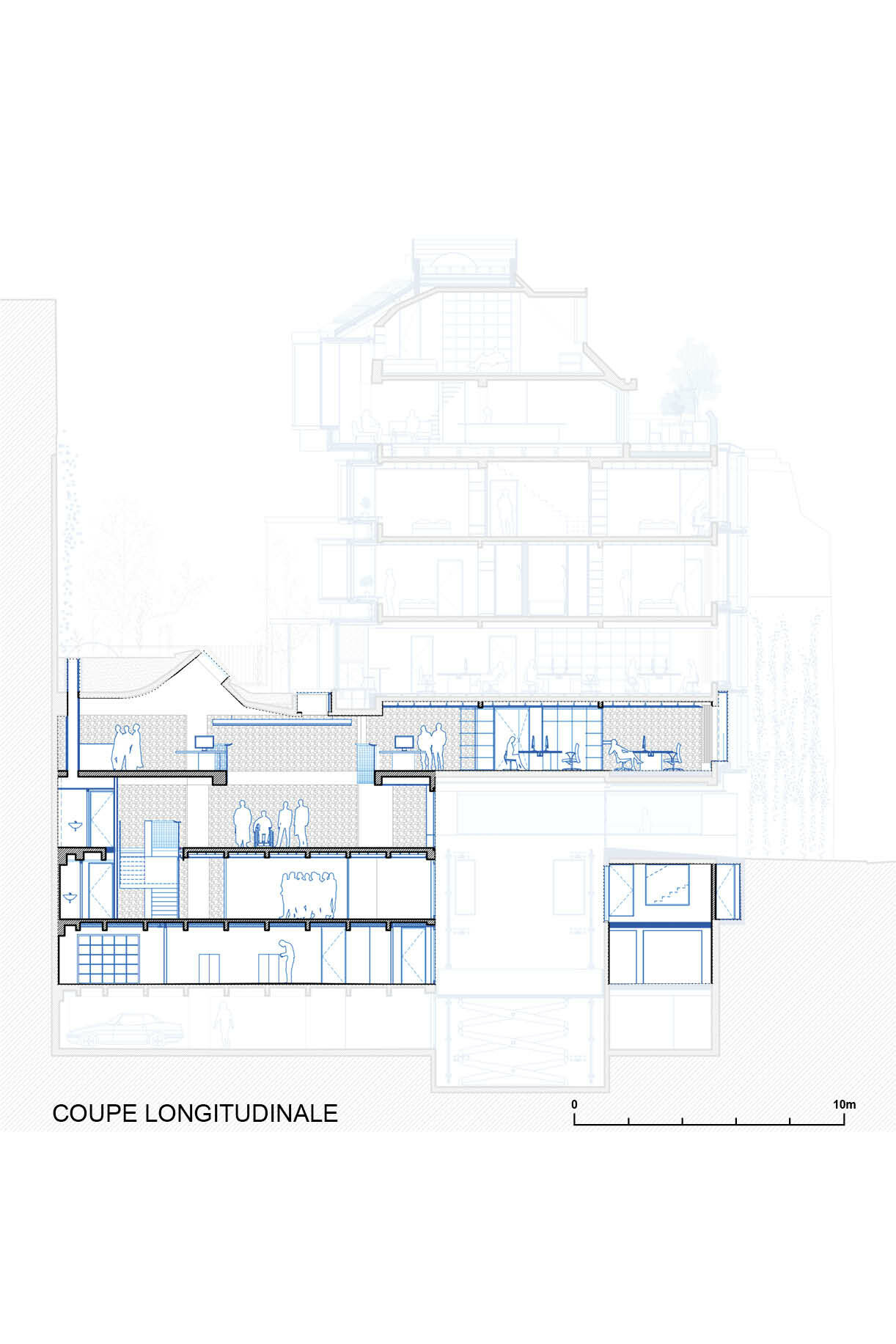 coupe-longitudinale
